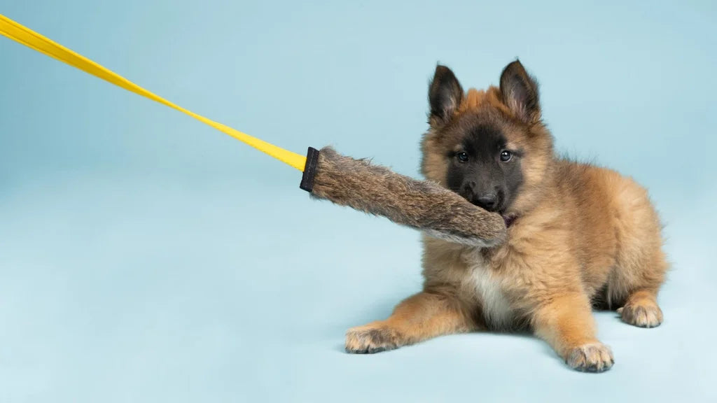 3 Reasons Your Dog Needs A Squeaky Rabbit Chaser Tug