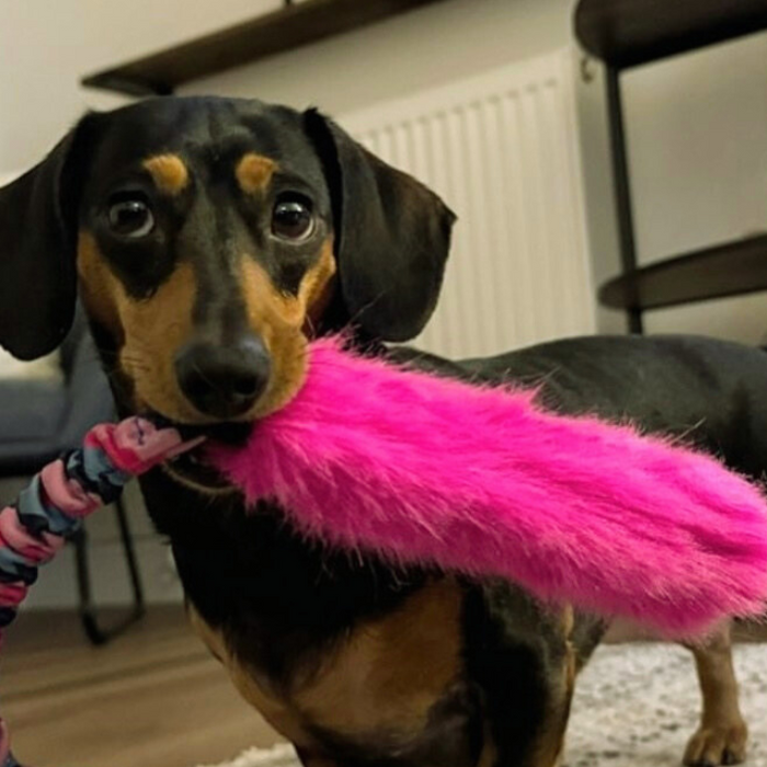 Our Top Toy Picks: 3 Best Toys for Dachshunds
