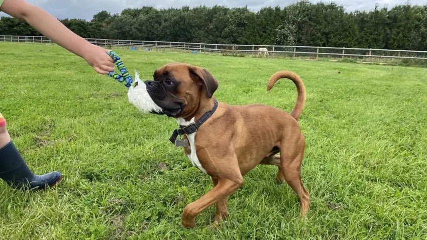 Boxer Dog Playing Tug on Grass