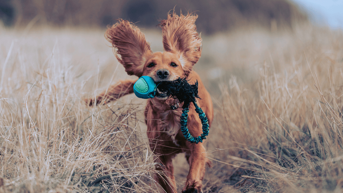 What is Gundog training? (& why is it good for all dogs)