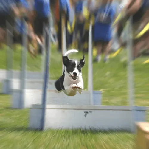 Black and White Dog competing in FlyBall