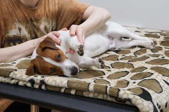Dog getting a Massage