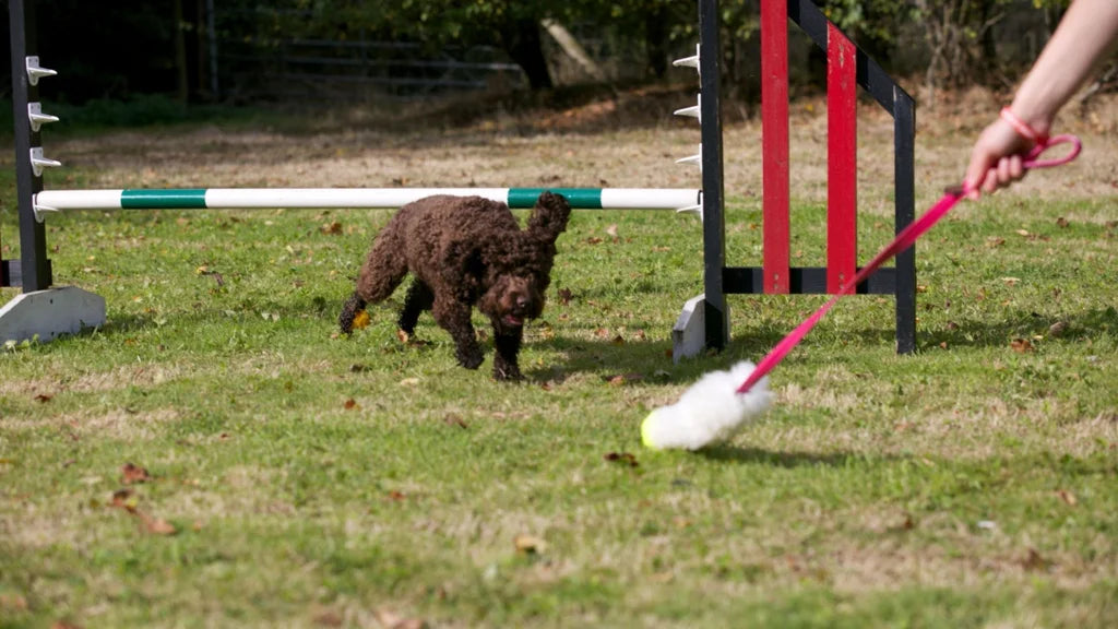 Dog at Agility Couse with Chaser Toy