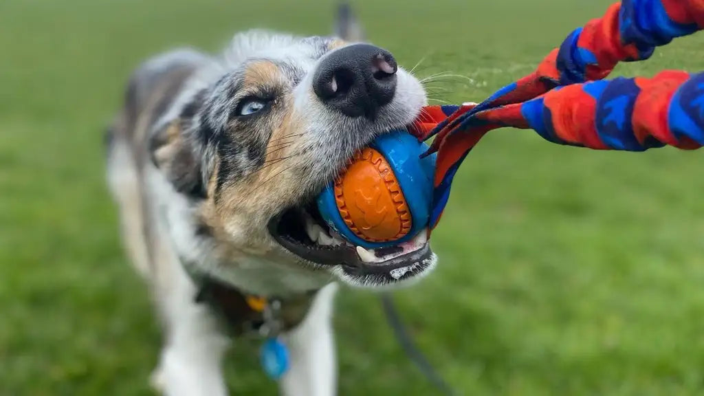 Dog Playing Fetch Tugging Orange and Blue PowerBall Bungee