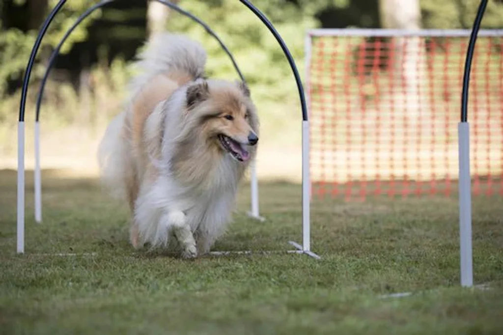 Get Ready to Play: The Ultimate Guide to the Top 11 Dog Sports