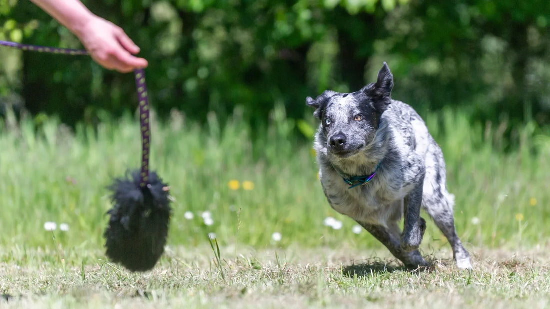 3 Ways To Use A Dog Chaser Toy