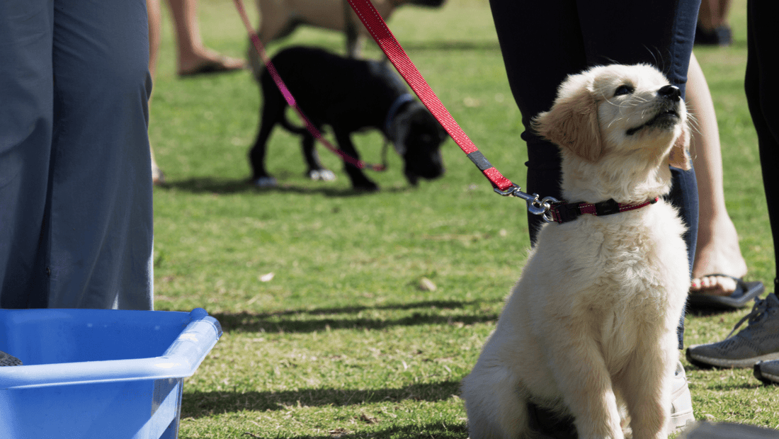What to look out for when choosing a dog trainer or club