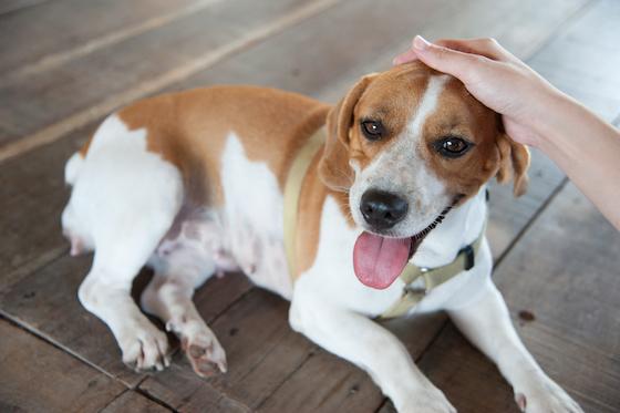3 Winning Ways To Show Your Dog They’ve Done An Awesome Job