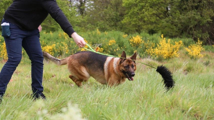 German Shepherd Playing Tug