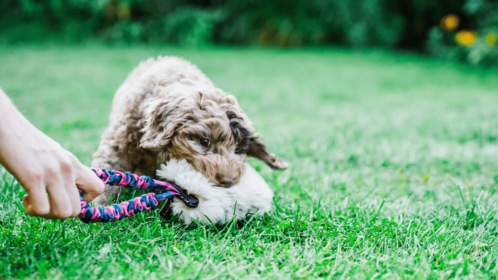 puppy playing with tug toy