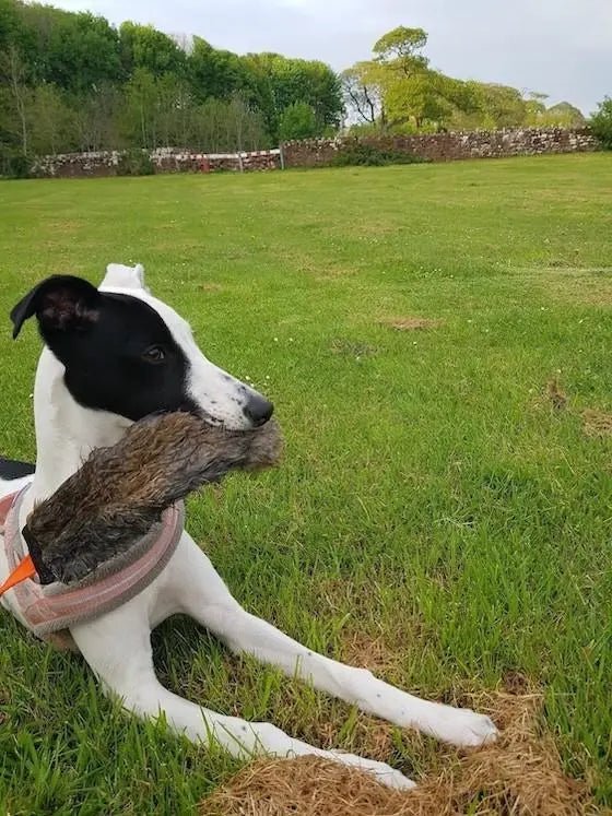 greyhound on grass with rabbit toy