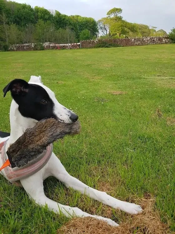 greyhound on grass with rabbit toy