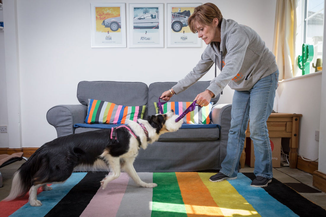 Explained: The Four Ds of Dog Training