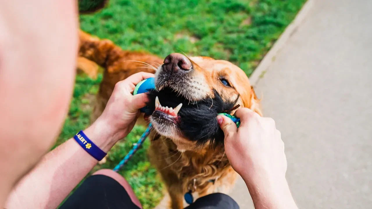 Dogcue How to teach you dog the 'leave it' cue | Tug-E-Nuff