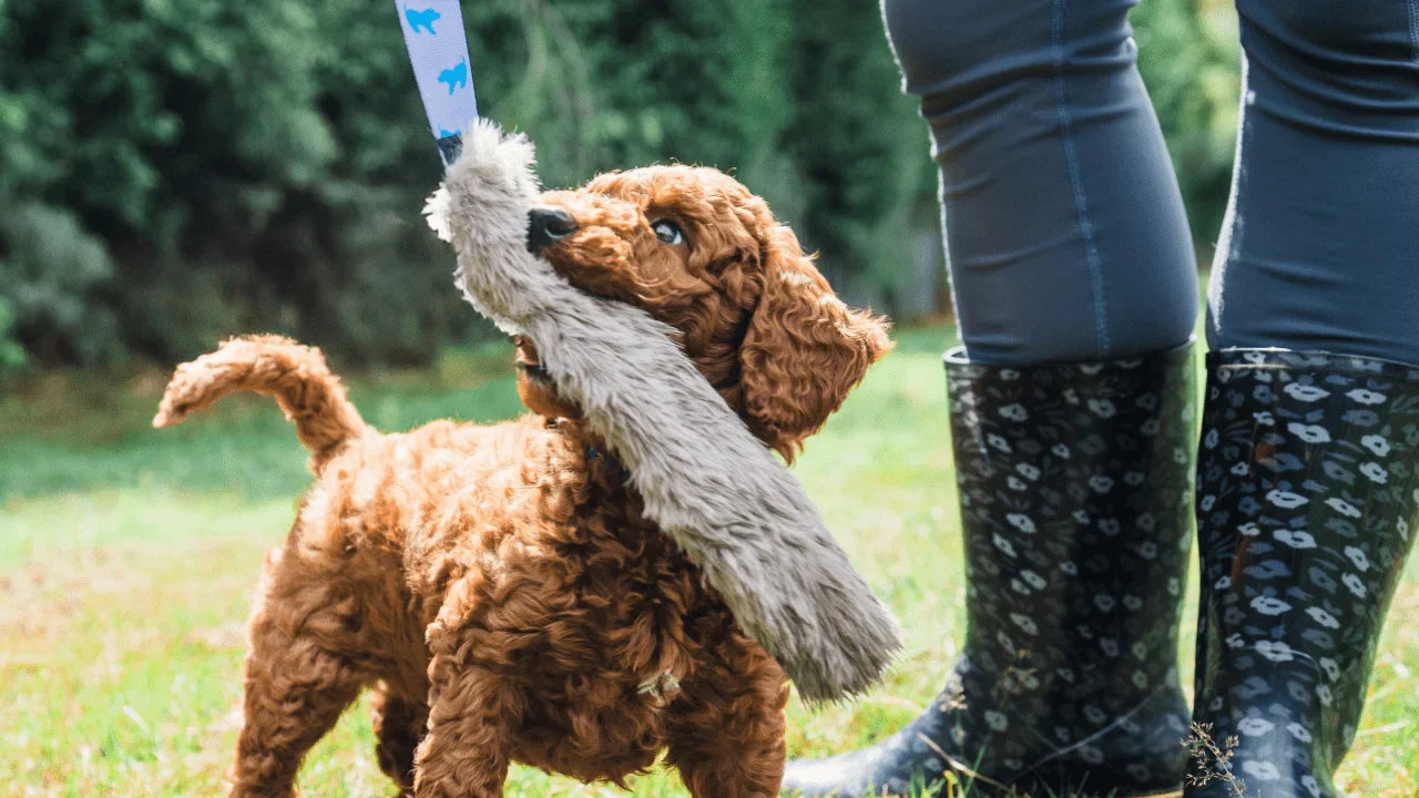 Most Popular Dog Breeds Of 2025 Revealed (UK)