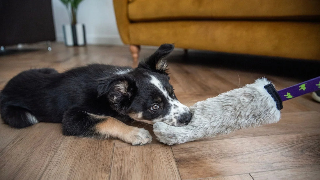 5 Top Tips To Help Your New Puppy Settle In