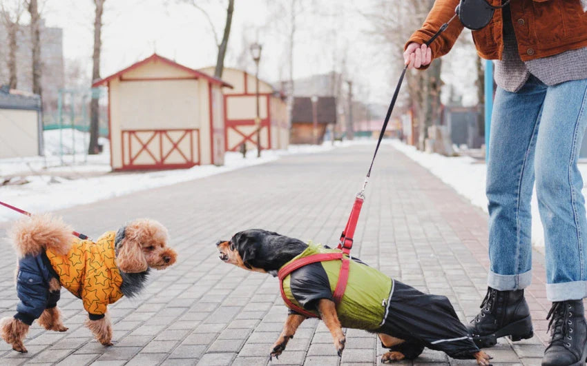 Reactive Dog barking at another dog