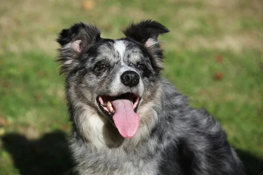 Rescue dog Smiling