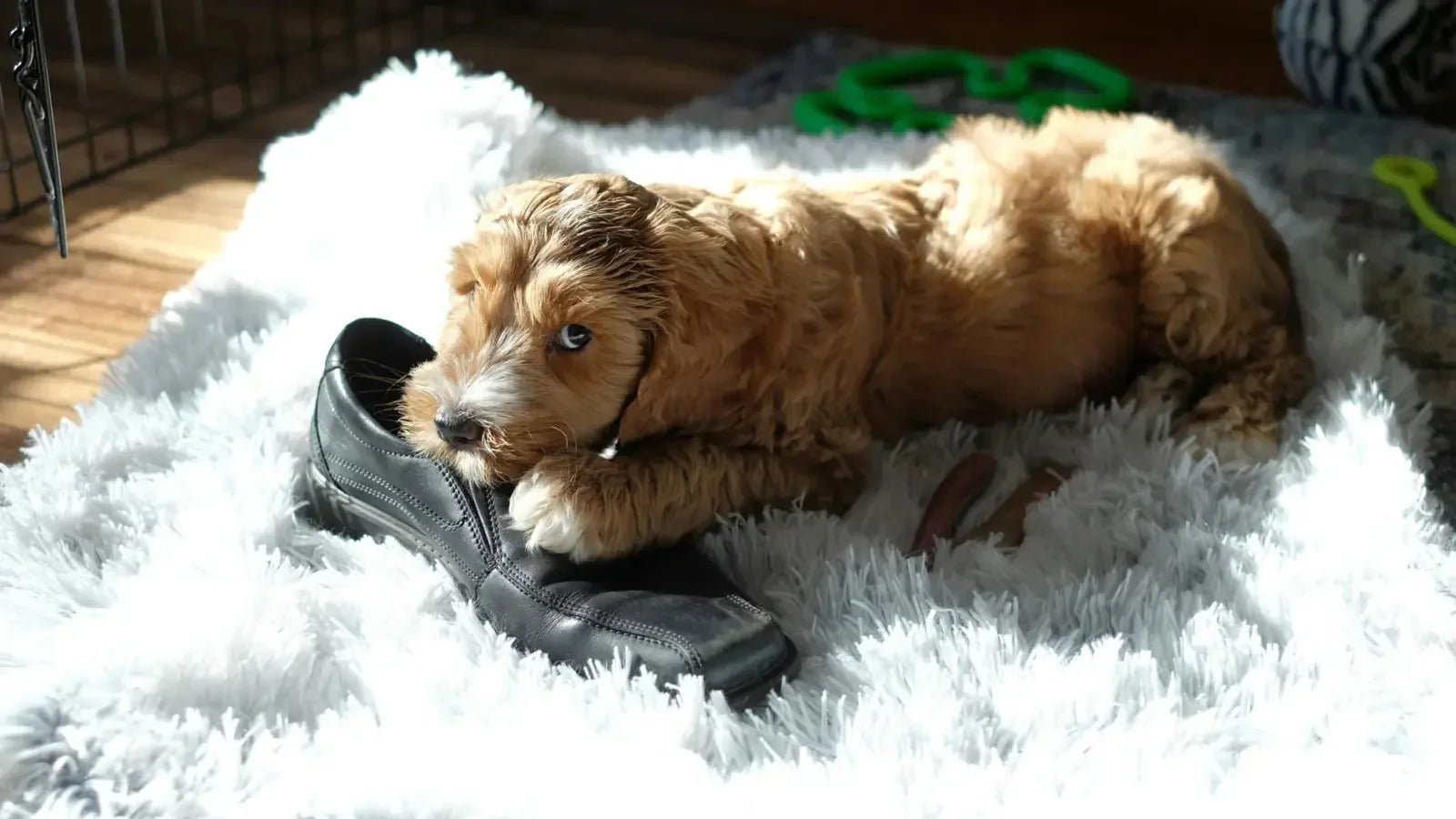 Dog Resource Guarding a Shoe