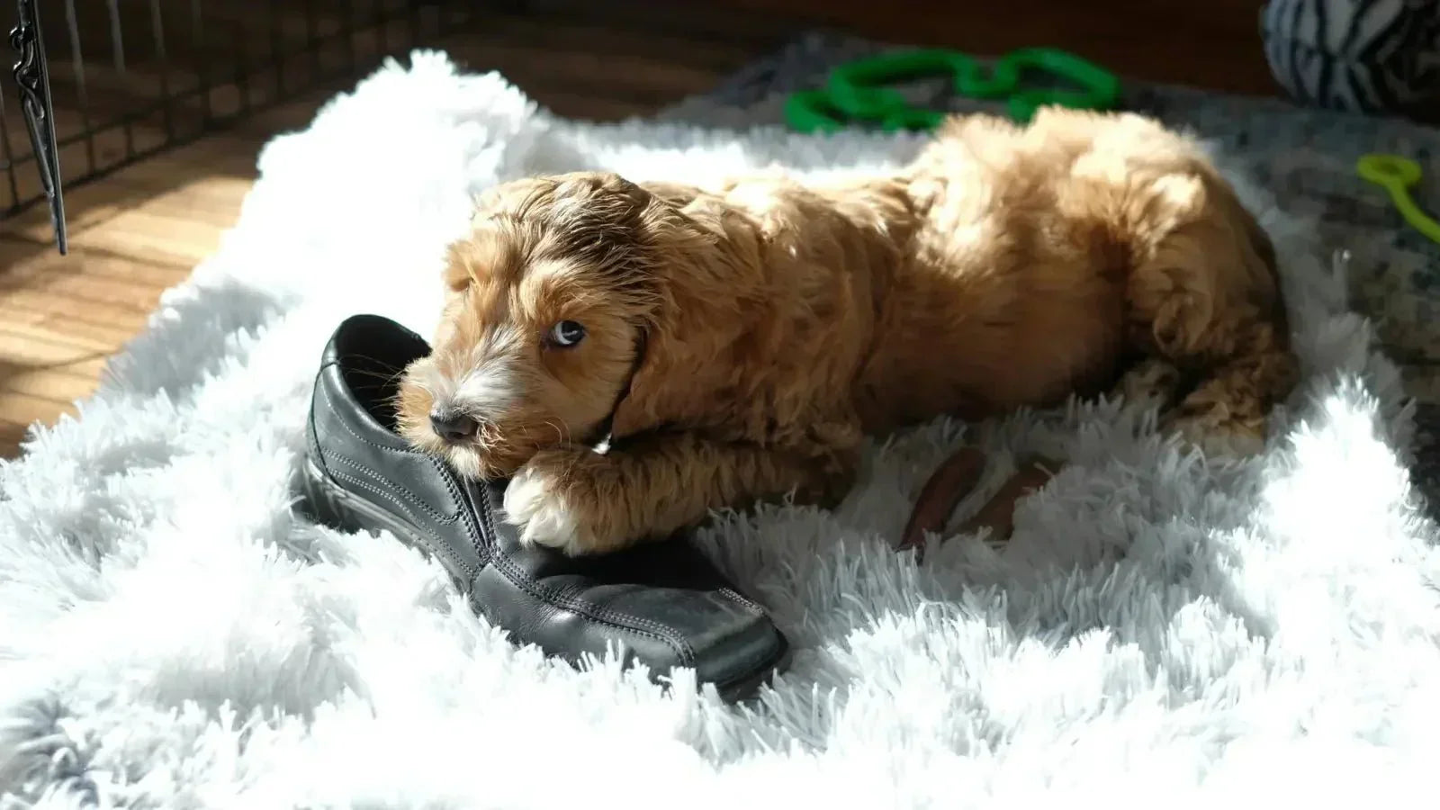 Why dogs resource guard (and what you can do about it)