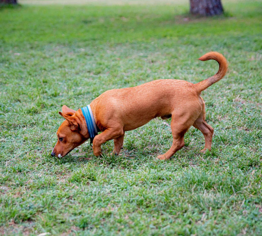 Dog Tracking a Scent in Grass