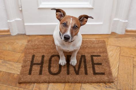 7 Secrets to Keeping Your Dog Calm When The Doorbell Rings 