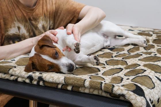 Six Reasons to Give Your Dog a Massage