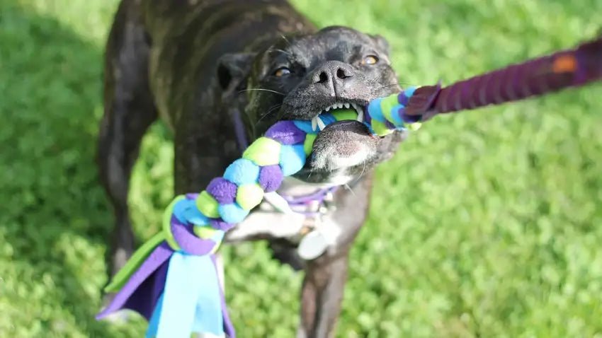 toys for strong dogs