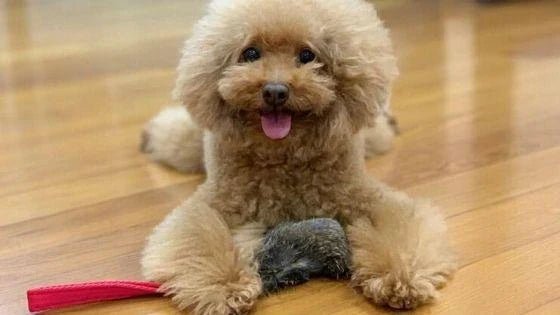Toy Poodle with a Pocket Tug Toy under it's paw