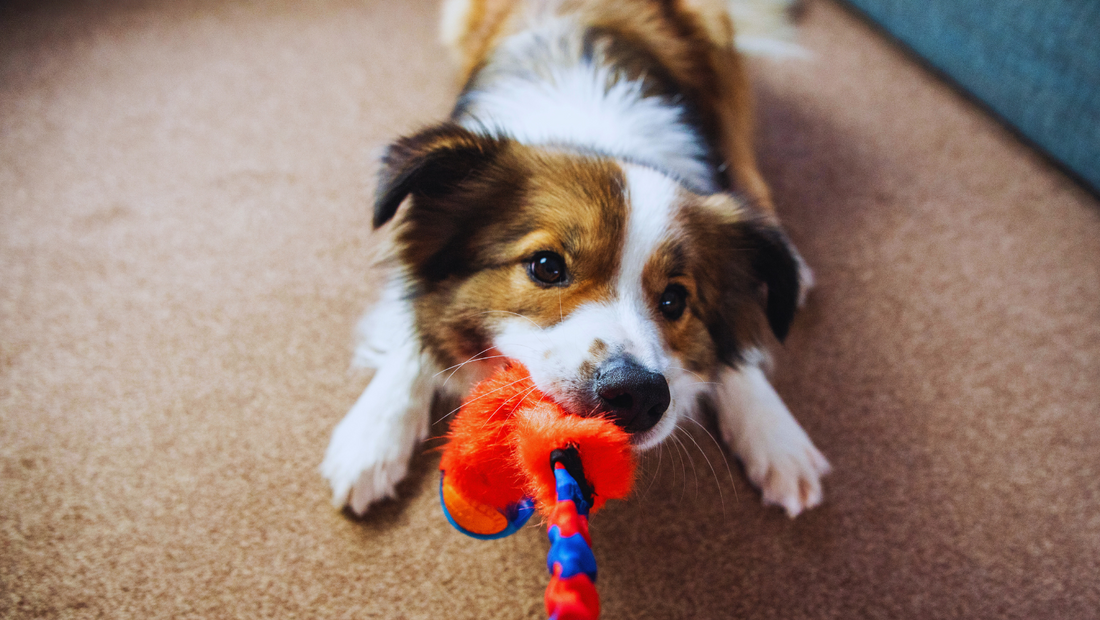 6 boredom-busting activities for dogs when it’s too hot for walkies