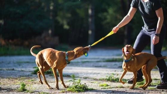 Two Vizlas playing Tug