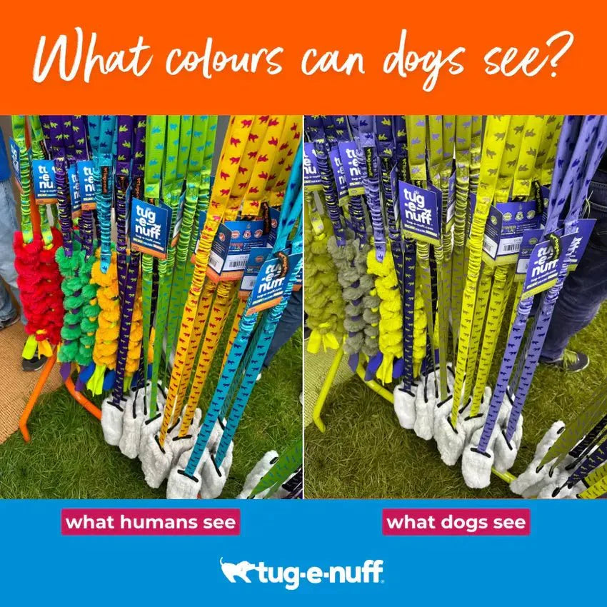 what colours can dogs see? Side by side image of brightly coloured dog toys as humans see them and how they look in blue, yellow and grey for dogs