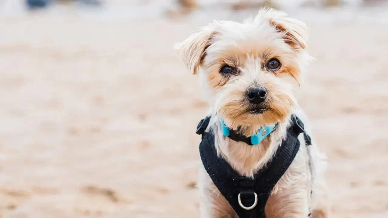 Dog Staring