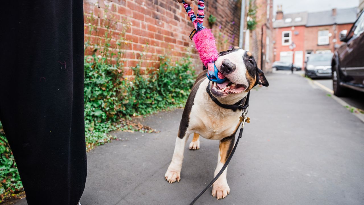 Strong Dog Toys - Tug-E-Nuff