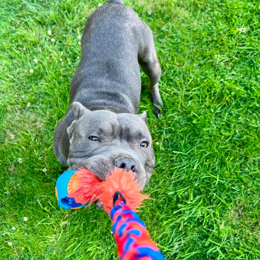Gifts for Staffies