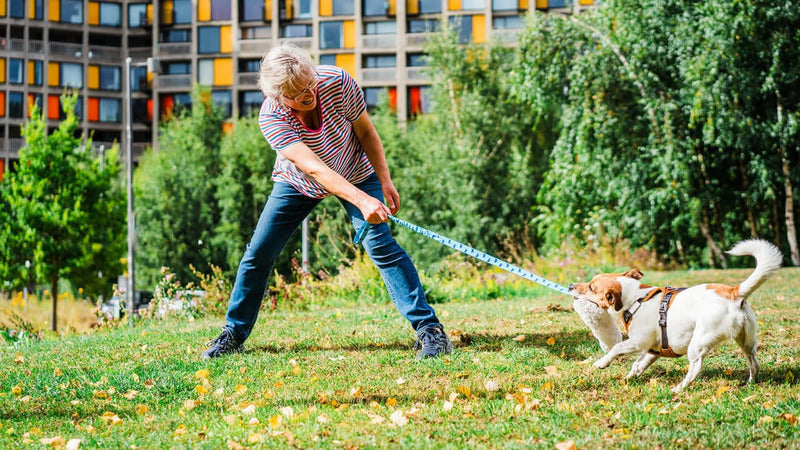 Small dog playing with Tug-E-Nuff chaser toy in a park