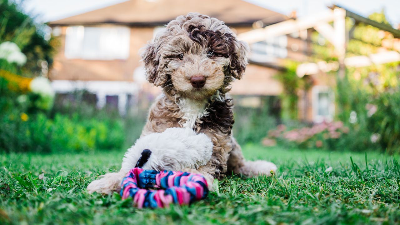 Puppy Toys - Tug-E-Nuff