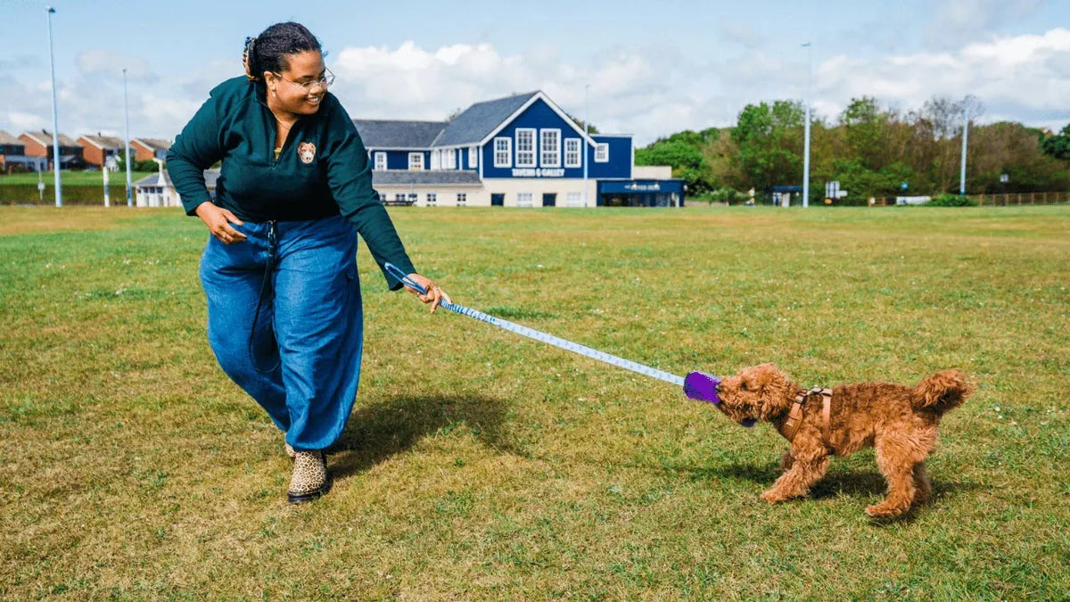 Cockapoo with purple squeaky chaser tug toy playing outside with owner on grass