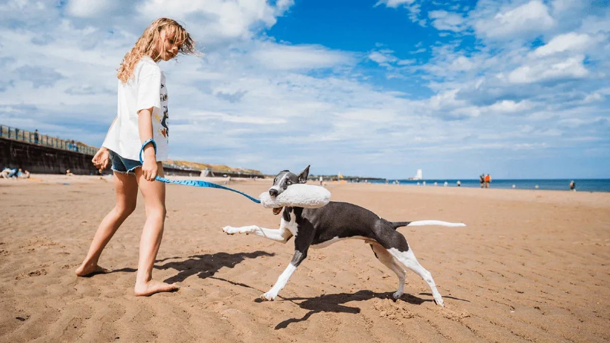 Whippet playing with chaser tug toy on the beach with human having fun together