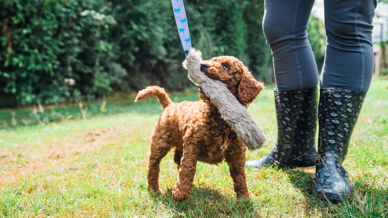 Gifts for Puppies