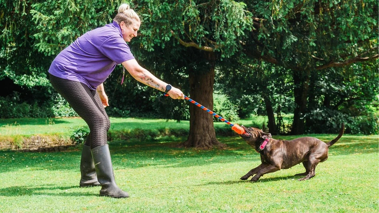 Playing tug with a Bigger, Stronger Dog.  Outside with a Tug-E-Nuff toy.