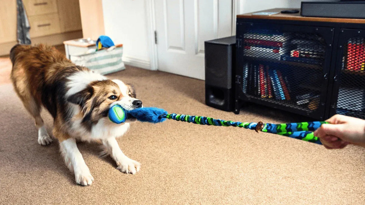 Dog playing tug inside on carpet with a green fauxtastic powerball bungee tug.