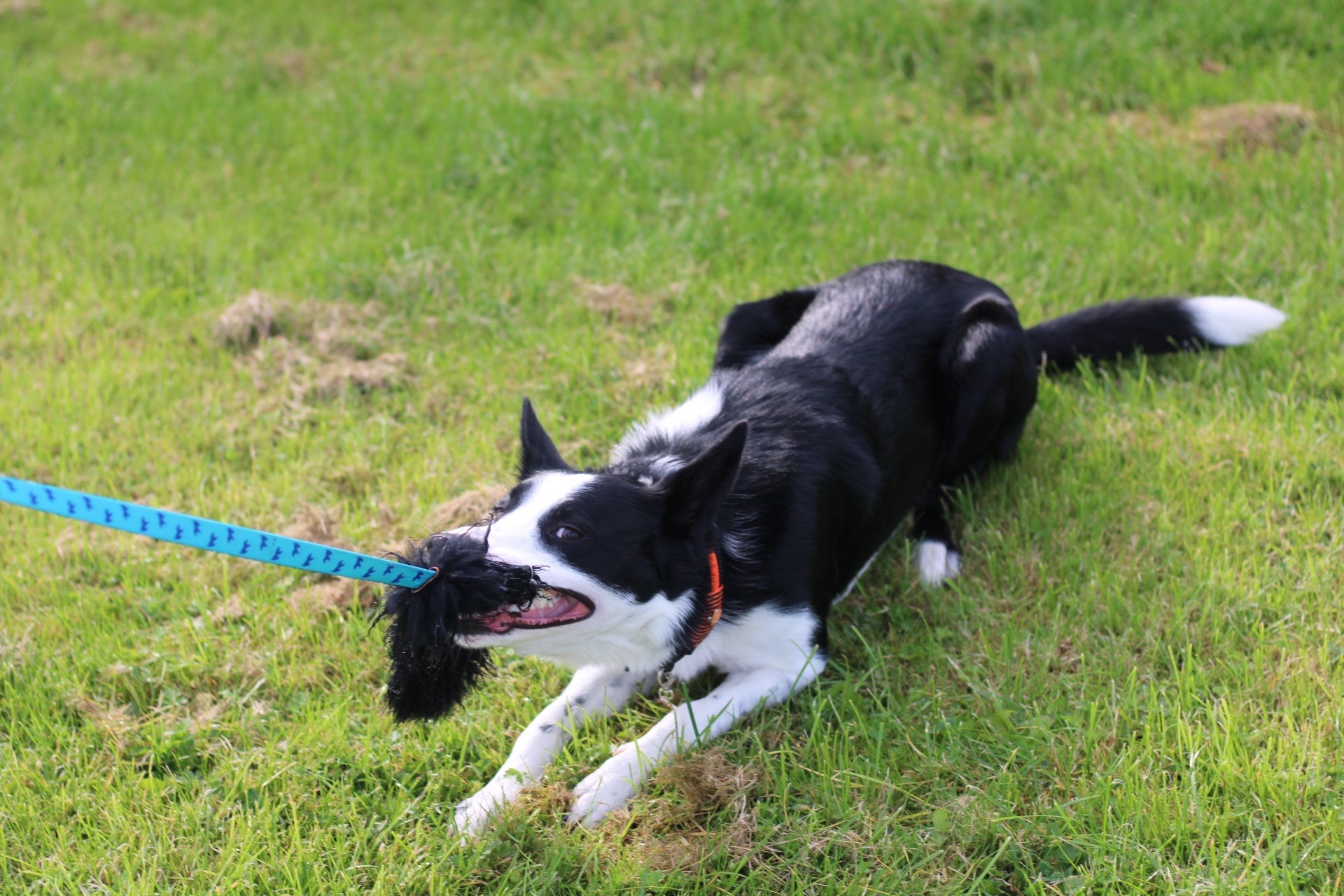 Gifts for Collies