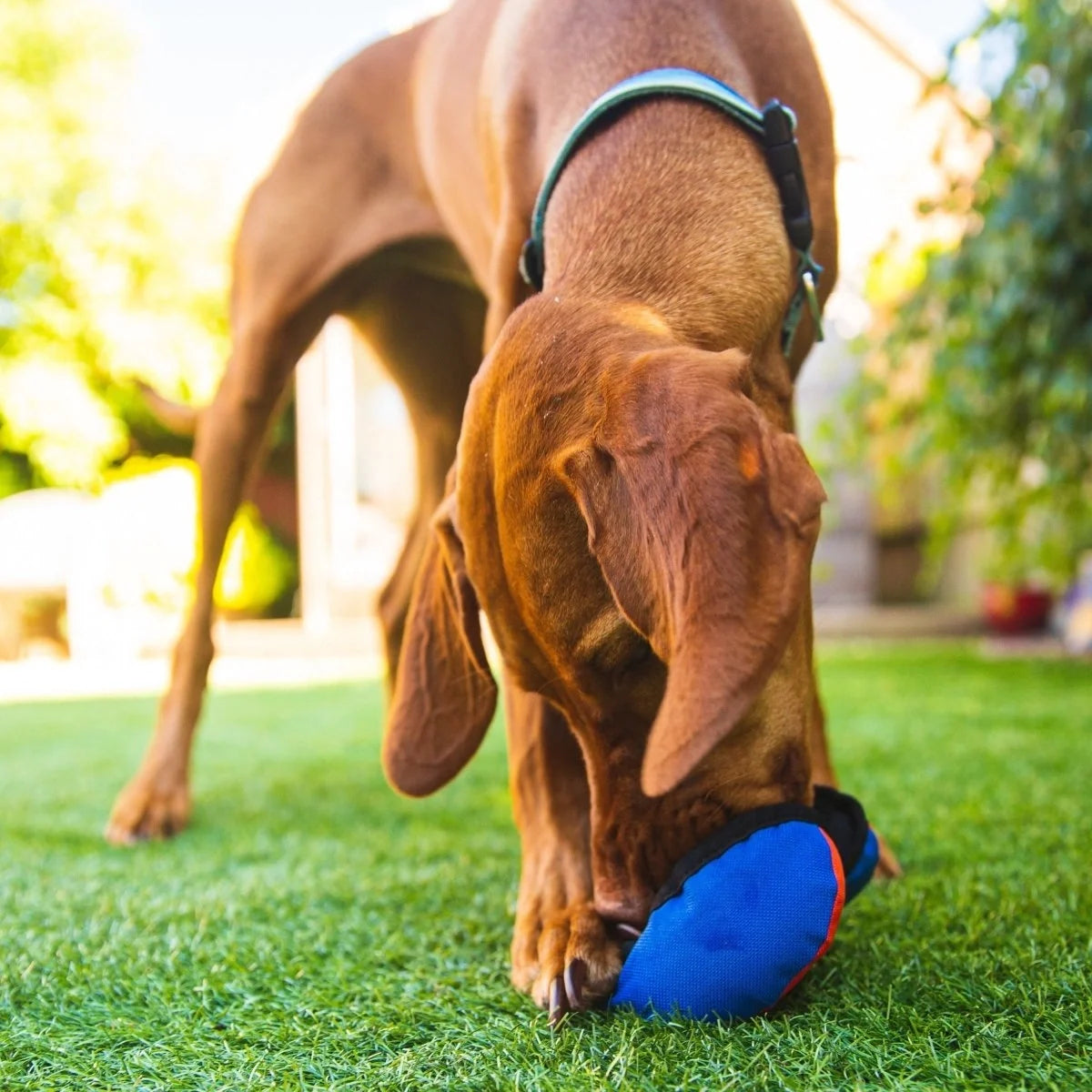 Dog with Food Toy the Clam