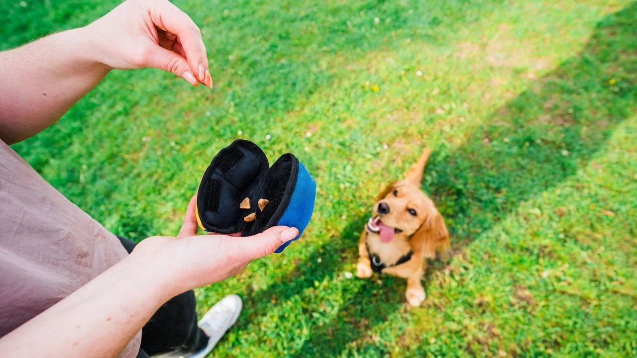 Dog playing with Tug-E-Nuff Clam a toy with treats.  Combines Food and Treats as the reward.