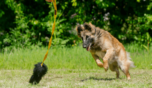 Gifts for German Shepherds