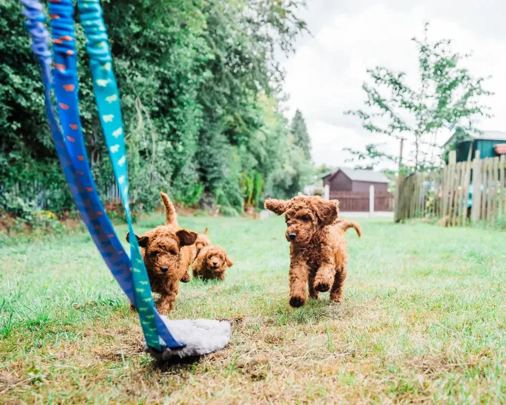 Rope Toys for Dogs