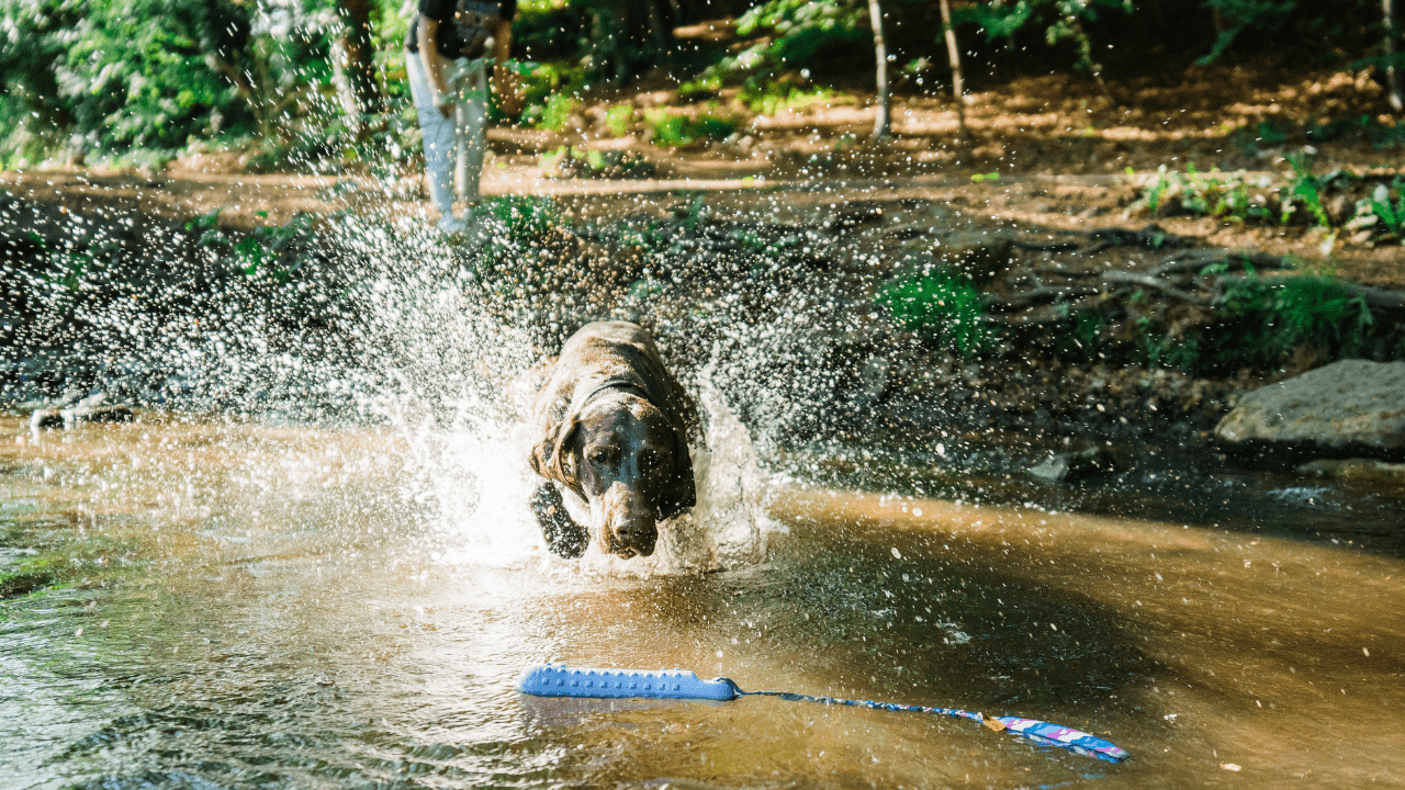 Gifts for Labradors