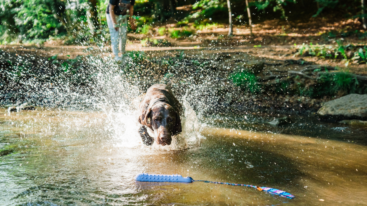 Gifts for Labradors
