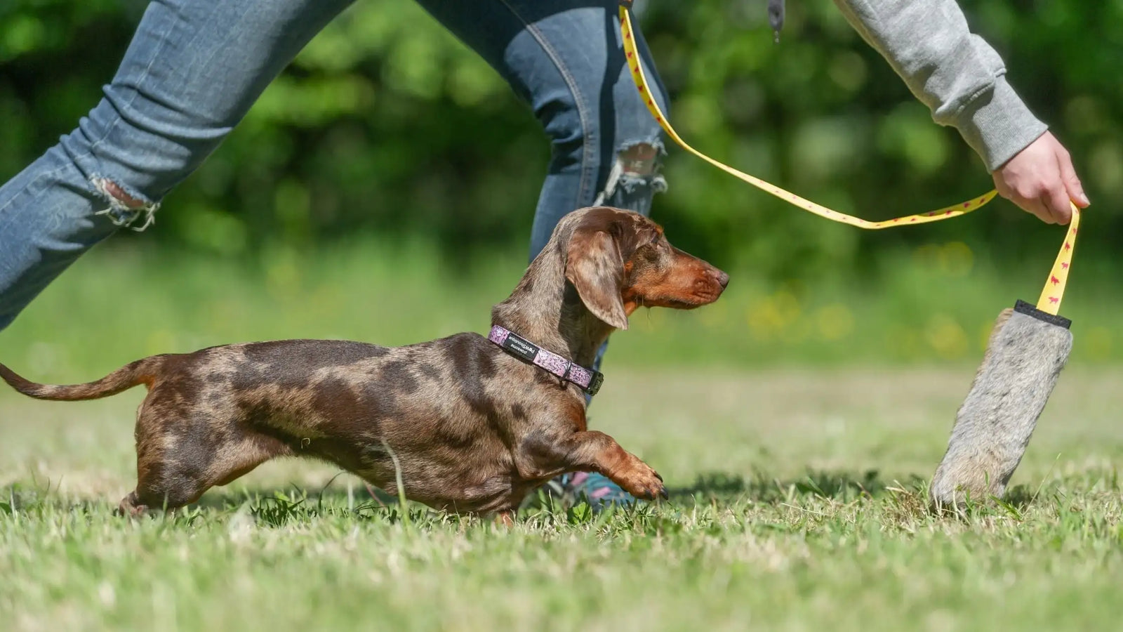 Small Dachshund playing with Tug-E-Nuff chaser toy outside on grass.